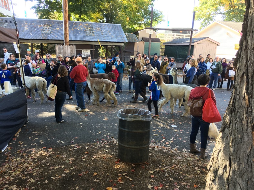 Llama parade